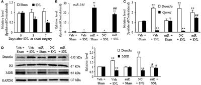 Role of MicroRNA-143 in Nerve Injury-Induced Upregulation of Dnmt3a Expression in Primary Sensory Neurons